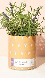 Waxed Planter - English Lavender<br>Modern Sprout
